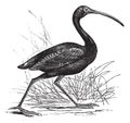 Scarlet Ibis or Eudocimus ruber vintage engraving