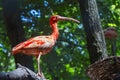 Scarlet ibis (Eudocimus ruber)