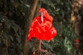 Wild Amazon Rainforest bird Scarlet Ibis, Eudocimus ruber, wild tropical bird of Brazil isolated in the forest in Parque das Aves Royalty Free Stock Photo