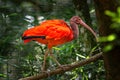 Wild Amazon Rainforest bird Scarlet Ibis, Eudocimus ruber, wild tropical bird of Brazil isolated in the forest in Parque das Aves Royalty Free Stock Photo