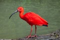 Scarlet ibis Eudocimus ruber.