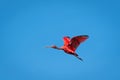 Scarlet Ibis in flight on a clear day.