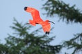 Scarlet ibis Royalty Free Stock Photo