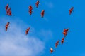 Scarlet Ibis flying in the sky
