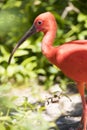 Scarlet Ibis on Grand Cayman Island in portrait view Royalty Free Stock Photo