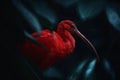 Scarlet ibis