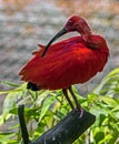 Scarlet ibis 8 Royalty Free Stock Photo