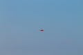 Scarlet ibis from Lencois Maranhenses National Park, Brazil