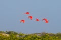 Scarlet ibis from Lencois Maranhenses National Park, Brazil. Royalty Free Stock Photo