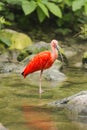 Scarlet Ibis