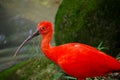 Scarlet ibis near river