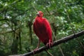 Scarlet Ibis at Parque das Aves - Foz do Iguacu, Parana, Brazil Royalty Free Stock Photo