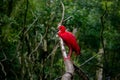 Scarlet Ibis at Parque das Aves - Foz do Iguacu, Parana, Brazil Royalty Free Stock Photo