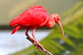 Scarlet Ibis on a Perch