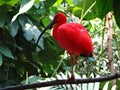 Scarlet Ibis Royalty Free Stock Photo