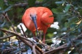 A scarlet ibis is pictured here. This is a wildlife bird photograph from the Everglades in Florida, USA