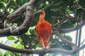 Scarlet ibis is sitting on the branch Royalty Free Stock Photo