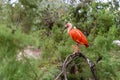 Scarlet ibis sitting on a tree