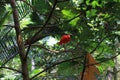 Scarlet ibis south america Royalty Free Stock Photo