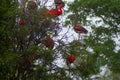 Scarlet ibis from south America Royalty Free Stock Photo