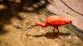 Scarlet Ibis standing in the pond with clear water and eating a piece of fish in Iguacu National Park