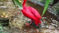 Scarlet Ibis