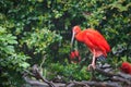 Scarlet ibis Royalty Free Stock Photo