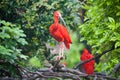 Scarlet ibis Royalty Free Stock Photo