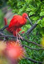 Scarlet ibis Royalty Free Stock Photo