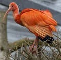 Scarlet ibis 1 Royalty Free Stock Photo