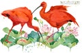 Scarlet ibis bird hand draw watercolor illustration Royalty Free Stock Photo