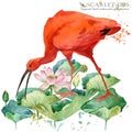 Scarlet ibis bird hand draw watercolor illustration Royalty Free Stock Photo