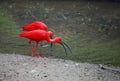 Scarlet Ibis Royalty Free Stock Photo