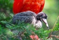 Scarlet Ibis with young in nest Royalty Free Stock Photo