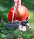 Scarlet Ibis with young in nest Royalty Free Stock Photo