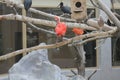 Scarlet ibis in a zoo 19560 Royalty Free Stock Photo