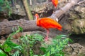 Scarlet ibis in the zoo