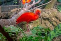 Scarlet ibis in the zoo