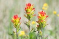 Scarlet Indian Paintbrush at Carden Alvar Provincial Park, Ontario Royalty Free Stock Photo