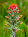 Scarlet Indian paintbrush flower - vertical Royalty Free Stock Photo