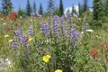 Scarlet Indian paintbrush and purple lupine