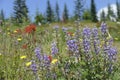 Scarlet Indian paintbrush and purple lupine