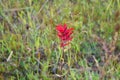 Scarlet Indian Paintbrush Wildflower