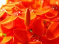 Scarlet Jungleflame flower bud in close up