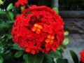 Scarlet Jungleflame flower in close-up shots