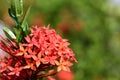 Scarlet jungleflame ixora chinensis