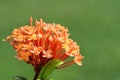 Scarlet jungleflame ixora chinensis