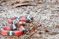 Scarlet Kingsnake