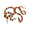 Scarlet kingsnake with striped scale. Milk snake or venomous coral viper, American cobra. Exotic serpent, tropical