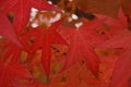 Scarlet leaves